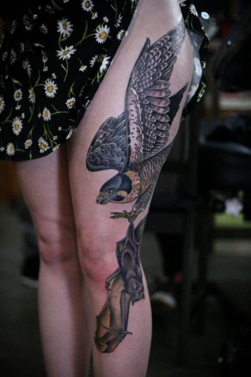 Finished this peregrine falcon catching a fruit bat today, on Sofia, who is super tough and got this