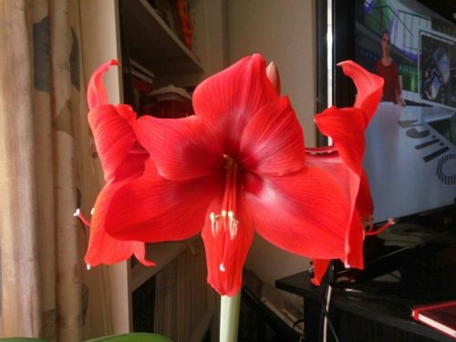 07/Jan/20174 out of 5 flowers of the amaryllis are open already, it’s so beautiful! In just 3 