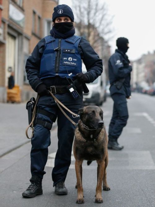 belgian k9 unit