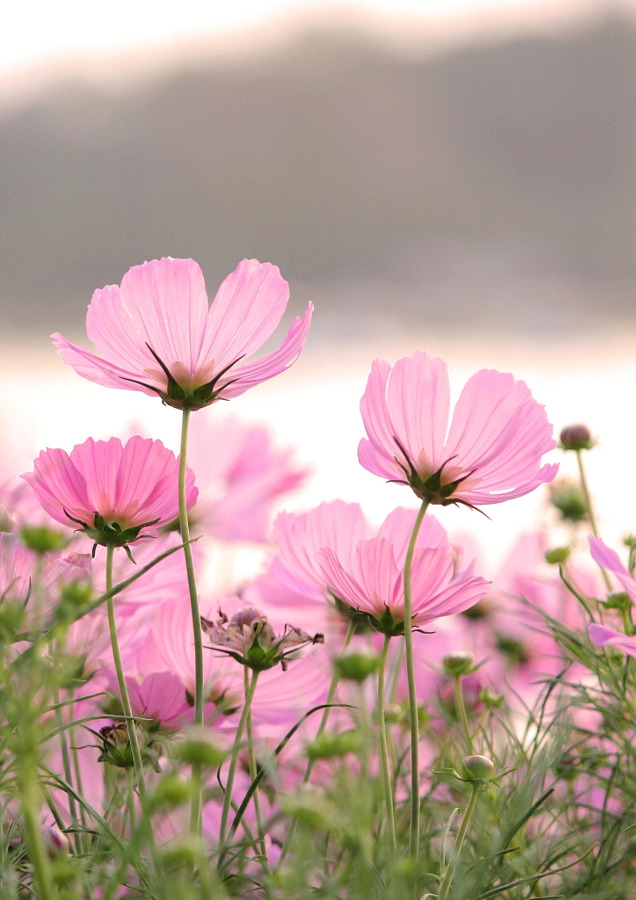 drxgonfly:  cosmos flowers (by Natthawut Punyosaeng) 