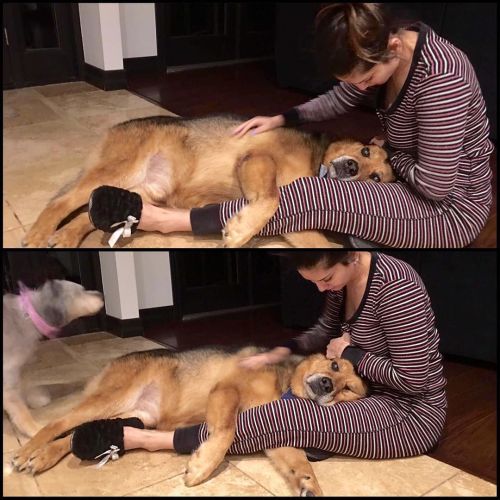 Exactly how I want to spend my morning!! On the floor with my boy Chopper who wants to lay in my lap! Hehe love this cutie! by sunnyleone