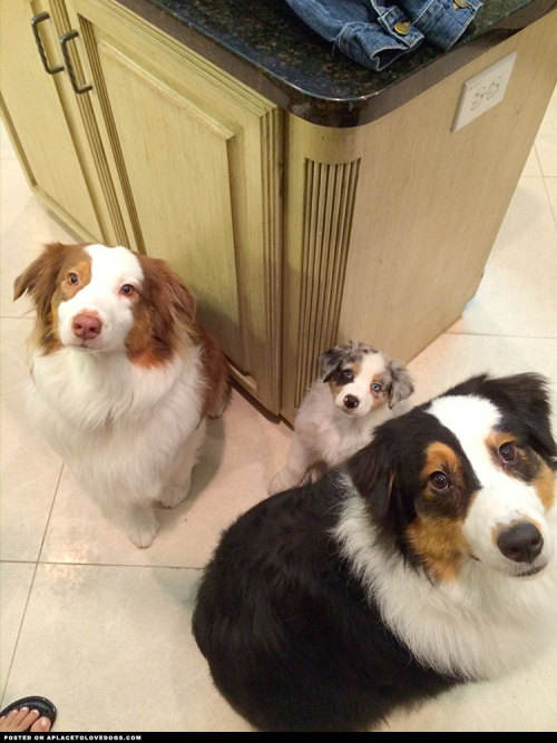 aplacetolovedogs:My girlfriend’s new puppy tries so hard to mimic her other two doggiesVisit our pos