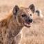 cackleofhyenas