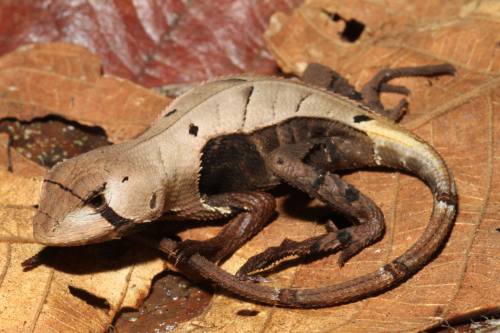 typhlonectes:Amazonian Dead-leaf Lizard (Stenocercus fimbriatus)This small and well camouflaged liza