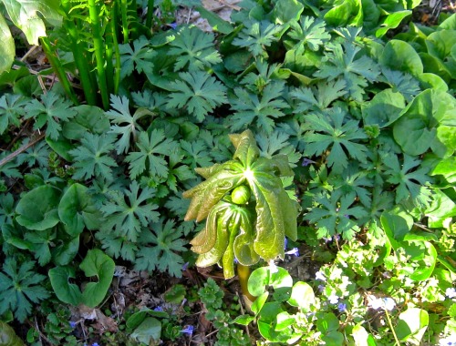 geopsych:Mayapple, with wild ginger and wild geranium.YESSSS I fucking love mayapples. Had amazing e