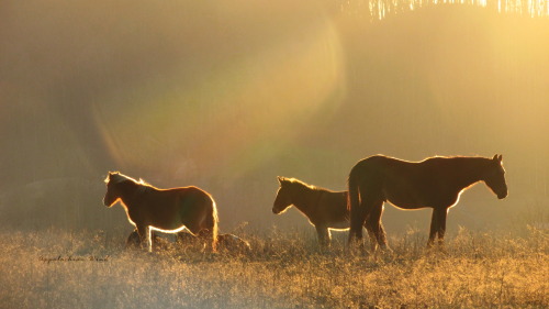 Dom’s herd at sunset