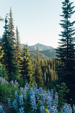 photosbygriffin: Wildflowers in bloom. Mount