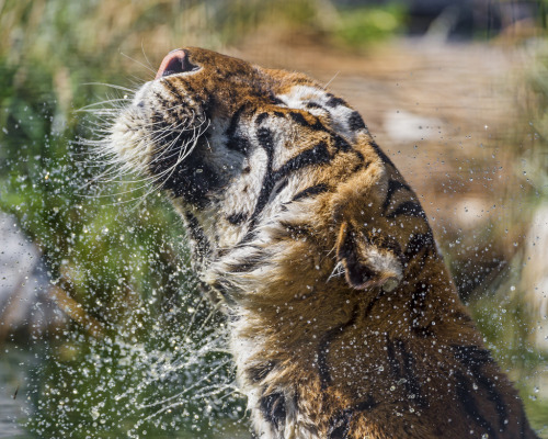 phototoartguy:  Shaking Amir II (by Tambako the Jaguar)