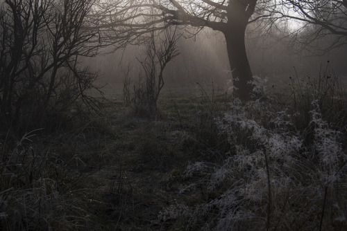 approaching a tree 1 by Jos van Wunnik on Flickr.