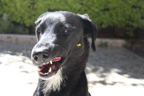 thedognamedepic:The freshly washed hellhound was mangoed.