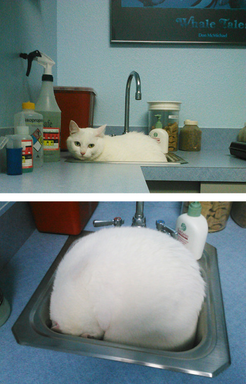 awesome-picz:  Cats Who Just Realized You Took Them To The Vet 