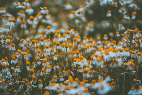  Ein Kamillenfeld irgendwo am Rande eines Dorfes.[A chamomile field somewhere at the edge of a villa