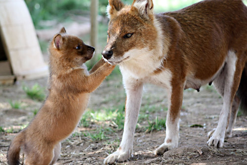 dholes