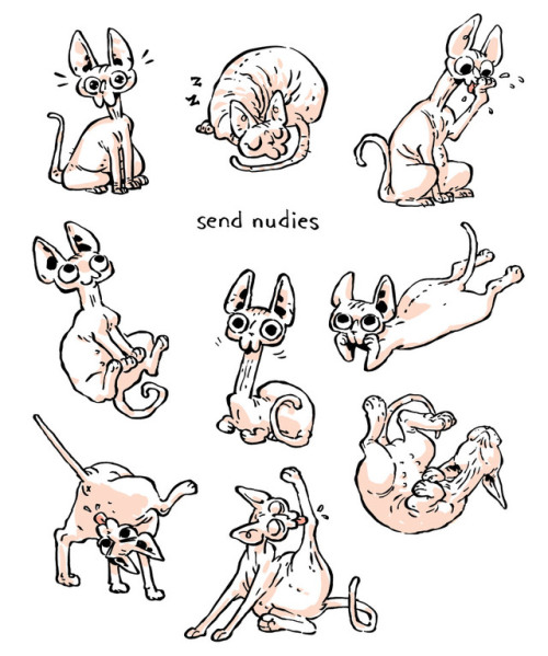 always ready for hairless catsB/W shirt version available: teepublic.com/user/hound (Tumblr seems to