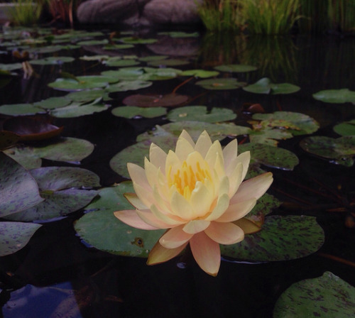 mellovw: plantseoul: The lotus flower blooms even in the murkiest water yet it retains it’s be