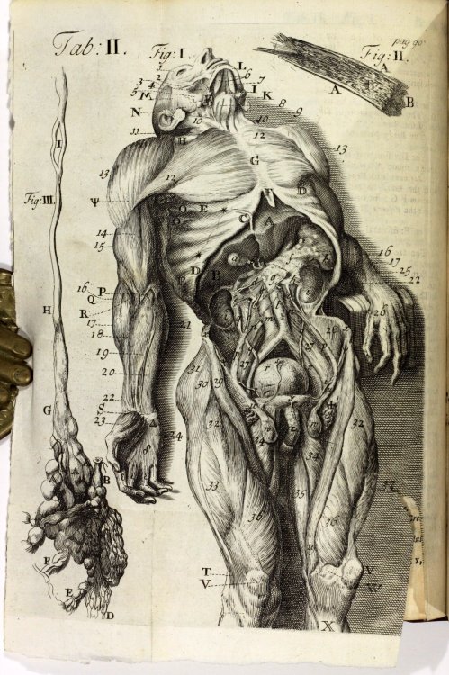 Early 18th Century AnatomyJAMES DRAKEAnthropologia nova; or a new system of anatomy describing the animal oeconomy, and 