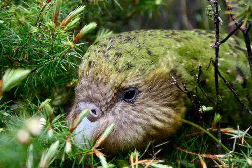 bruhdidas: avianawareness:First kakapo chick hatches since 2011Painstaking repairs to a crushed kaka