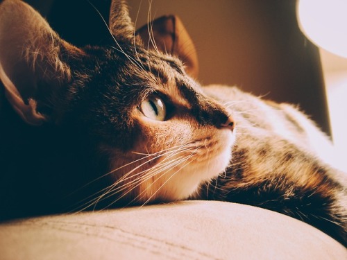 Cats