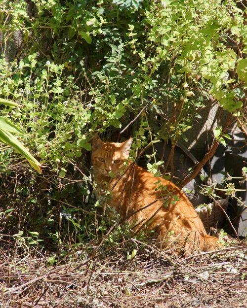 出ていかないよ。 #fixx201309 #シッポ追い #tailchaser #猫 #ねこ #ネコ #cat #cats #猫写真 #東京猫 #外猫 #地域猫 #ねこ部 #まちねこ #ネコスタグラム