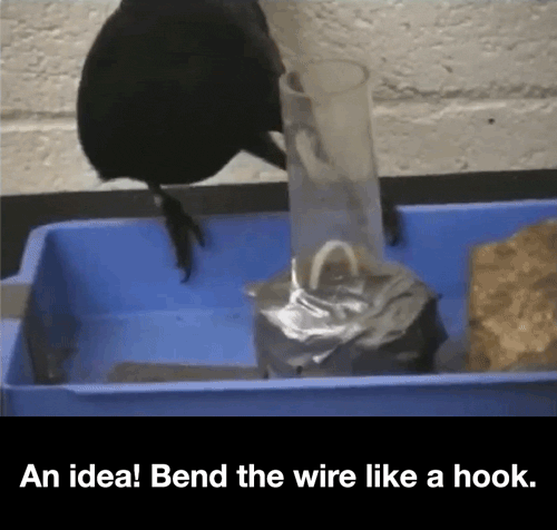 ted: The amazing problem-solving skills of crows — measured by science! Here, one of these smarty-pants birds is being put to the ultimate test: get a basket of food out of an upright cylinder with a single straight wire. And get it she does, in a