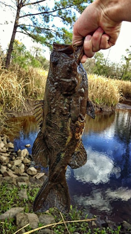 If you have ever fished the bank of a tidal marsh, then you know things can get pretty muddy.That’s 