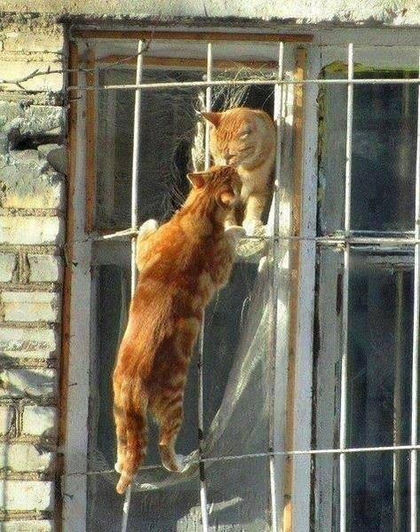 awwww-cute:  Romeo and Juliet (Source: http://ift.tt/1iZ7eCa)