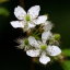 blackberrysummerblog