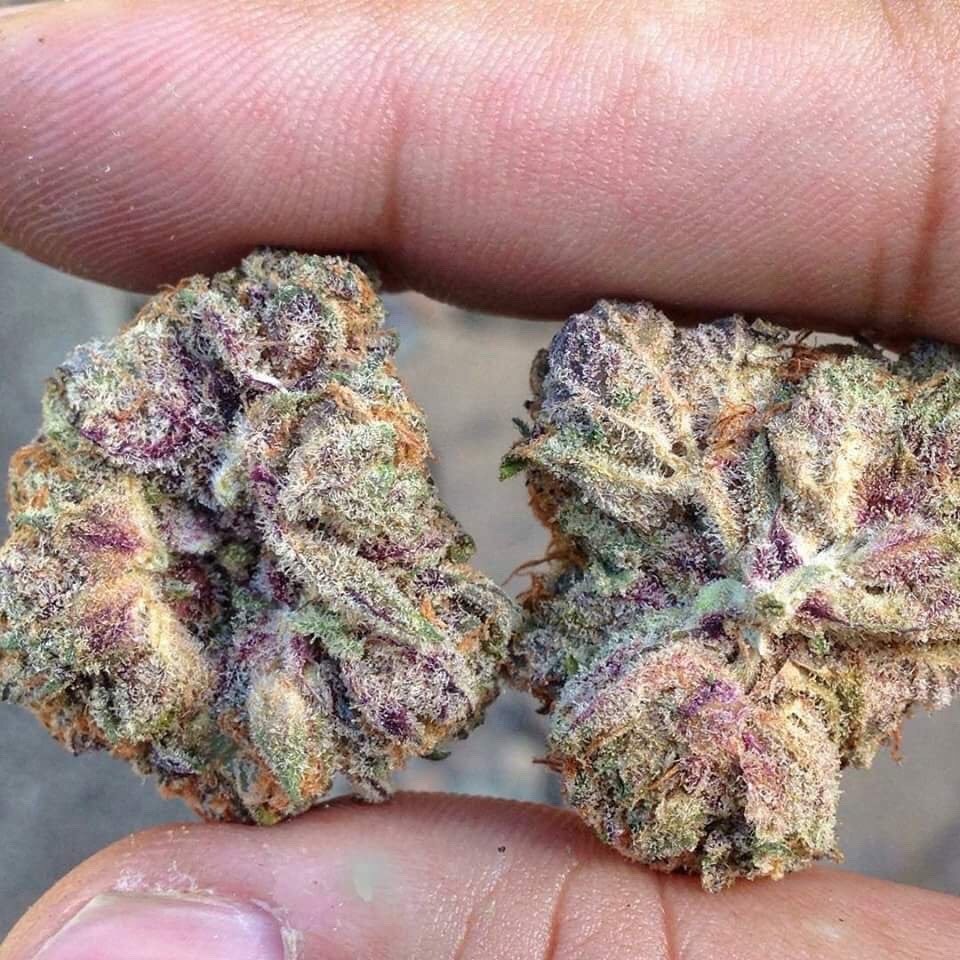 chronickoala:  Best Buds