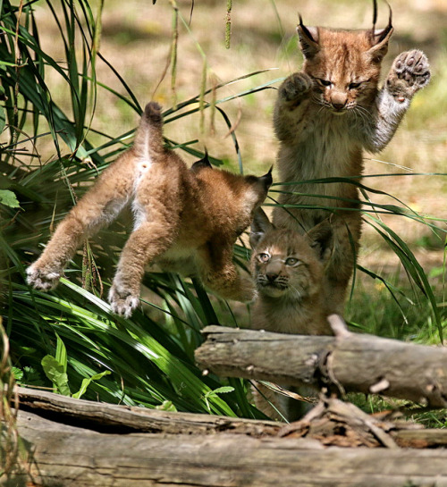 Bobcat Kittens at Play (via pixprod)