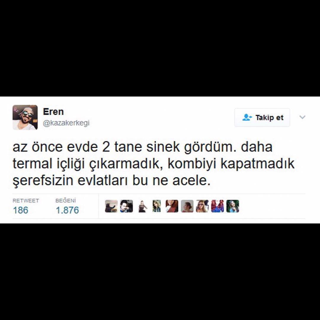 az önce evde 2 tane sinek...