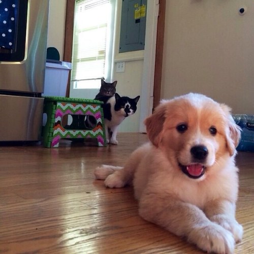 Porn photo buzzfeed:Cats meeting puppies. [x]