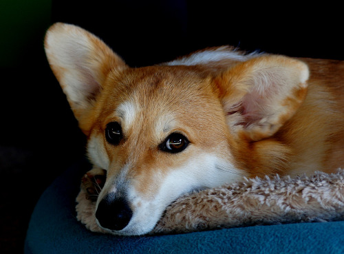 Insane Corgi