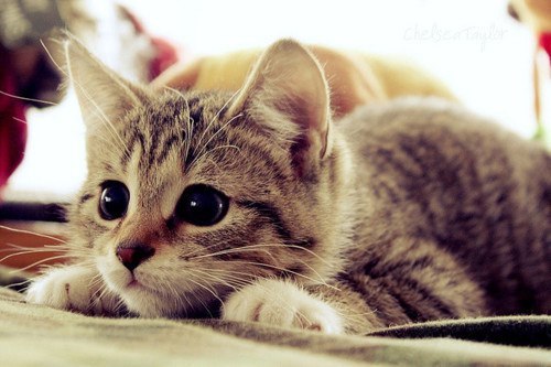 this-is-a-beautiful-lie:  gatiito *-* 