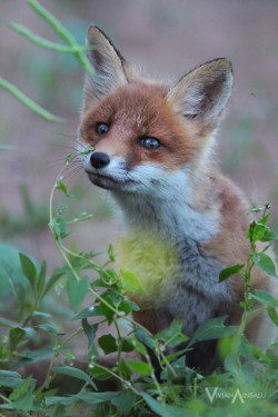 llbwwb:  (via 500px / Little Fox by Vivian Ainsalu)