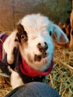 babygoatsandfriends:  Moenning Hill Farm