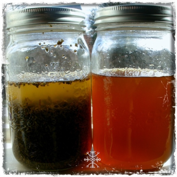 poisonersapothecary:  Second stage of the Damiana Liqueur in preparation for Beltane
