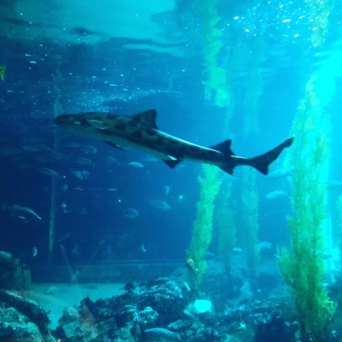 #SharkWeek | #montereybayaquarium #TBT (at Monterey Bay Aquarium)