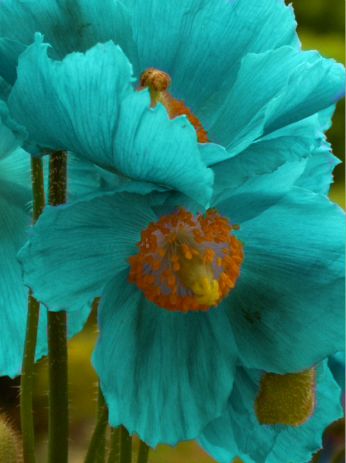 XXX touch-of-turquoise:  Follow me to add a touch photo