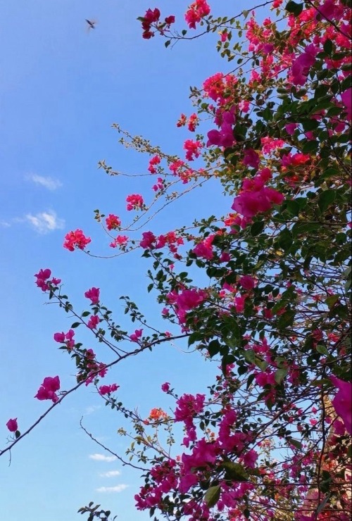 Its The Same Bougainvillea Glabra Plant That Climbs On The Red Walls Of The Department Of Chemistry/Geography