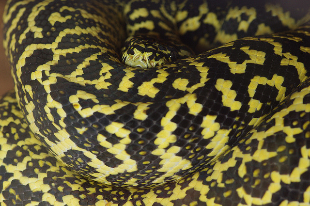 clockwork-serpent:  Zebra Jungle Carpet Python - User Char D @ Reptileforums.co.uk