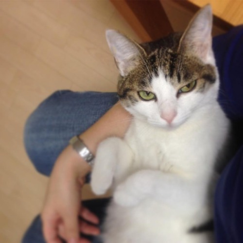 takamiya1212:  #猫目ヂカラ王選手権   不満顔バージョン。  #cat #catsgram #ilovecat #rib #ぬこ #ねこ #猫 #リブ #再掲にゃりよ