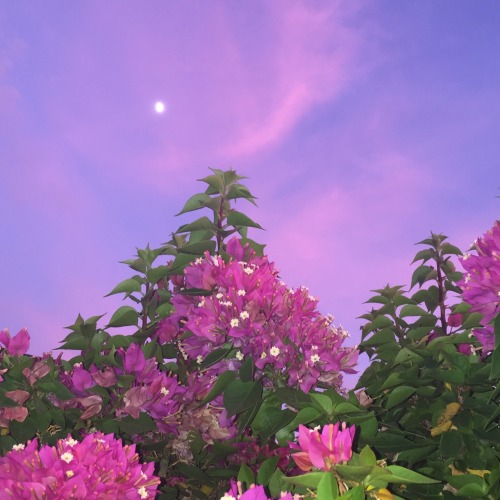 ashlynnnjq:sunset ft moon ft flowers