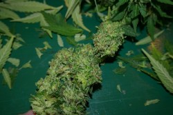 mice-teeth:  fresh trimmed god bud