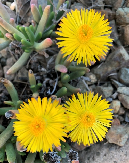 Hereroa tenuifoliaThis small finger-leaved mesemb (as members of the Ice Plant Family are known) is 