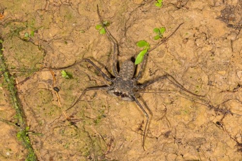 emerald-of-the-eight: While quite fearsome up close, tailless whip scorpions [Paraphrynus laevifrons