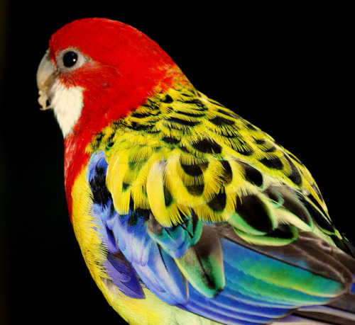 fat-birds:  Eastern Rosella Parrot by MiracleOfCreation (ON) on Flickr.