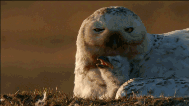pbsnature:  Go back to bed, sweetie! http://youtu.be/ilShUkPwk4U 