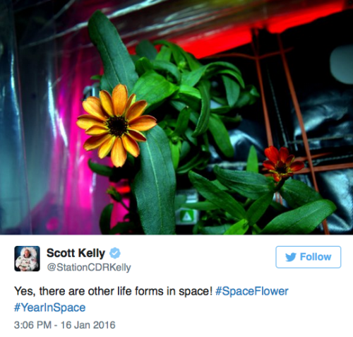 micdotcom:  the-future-now:  Behold: The first flower grown in space Space. The empty black vacuum became a little bit brighter on  Sunday after Scott Kelly, a U.S. astronaut aboard the International  Space Station, tweeted an image of the first flower