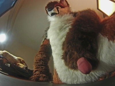 Some pics my buddy, Noble Fox sent me. Gotta love him!! He’s adorable~~Find More On My Blog~