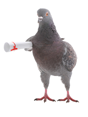 traggotry:  traggotry:if tumblr gets deleted find me in the mountains by messenger pigeon  